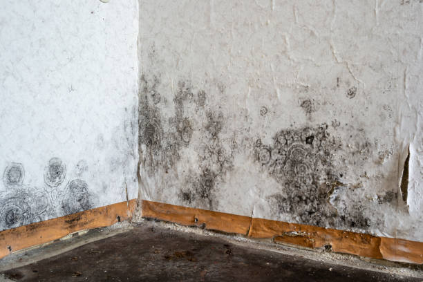 Best Local Mold Removal Service  in USA